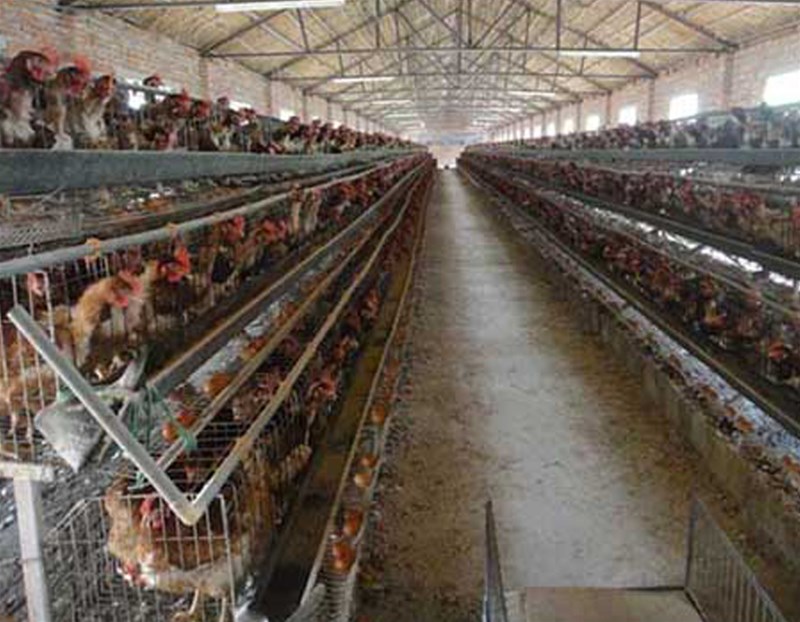 A factory in Shandong province raises 150,000 laying hens. Almost every chicken is born with one egg a day, and the waste can be turned into treasure