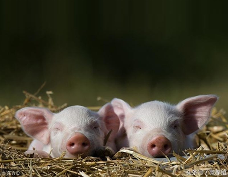 This is another illegal shipment! Foot-and-mouth disease was found in pigs transported across the province in Chongqing